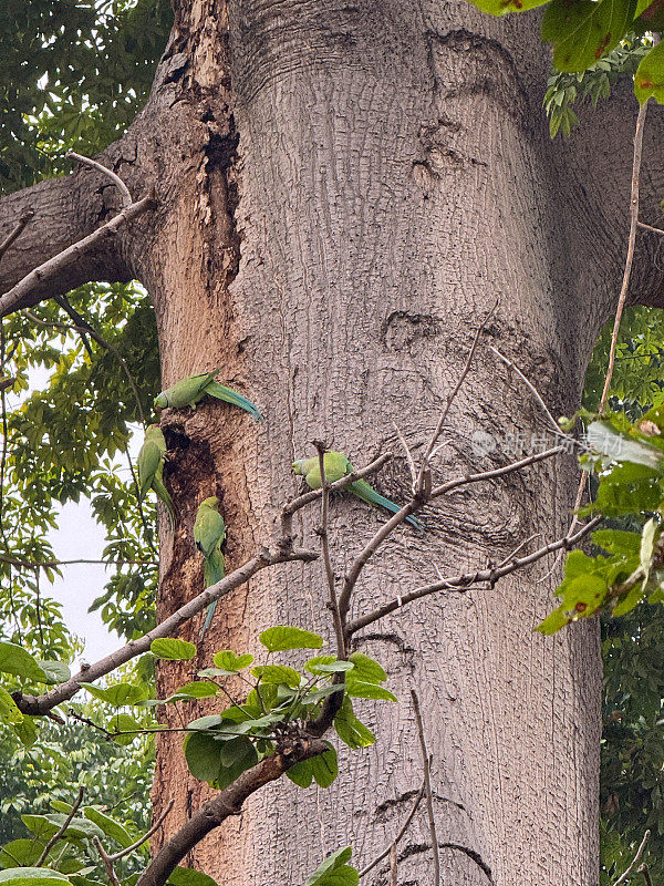 两对环颈长尾小鹦鹉(Psittacula krameri)栖息在树干的洞和洞中，野鸟进入巢穴，特写图像聚焦在前景